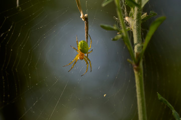 Close up of a cucumber green spider