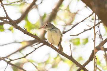 Common Tailorbird on tree branch.