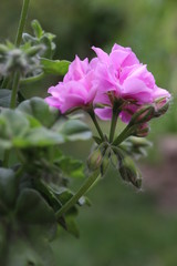 spring flower works wonders in the sunlight