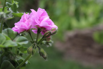 Fototapeta premium spring flower works wonders in the sunlight