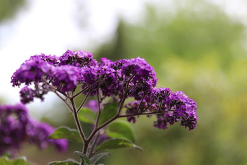 spring flower works wonders in the sunlight