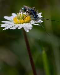 Close up of a thick legged flower beetle