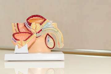 Male pelvis, anatomy of the male urinary and reproductive systems, cutaway cross section. Plastic...