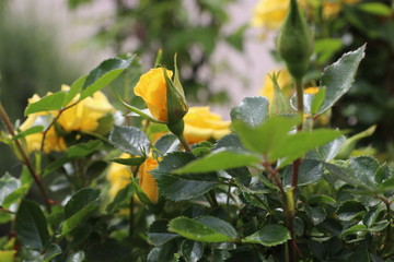 spring flower works wonders in the sunlight