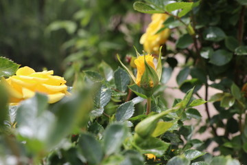 spring flower works wonders in the sunlight