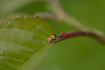 close up of a spotted amber lady beetle