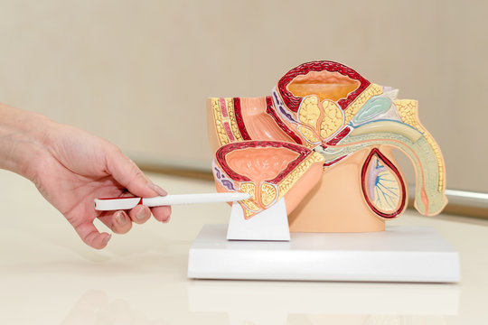 Urologist showing and pointing on male pelvis, anatomy of the male urinary and reproductive systems, cutaway cross section. Plastic human body model with organs, urinary, pelvis part