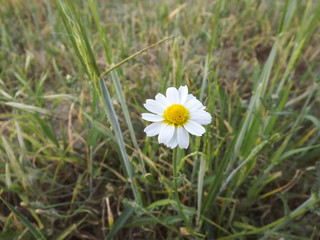 kwiat białyt łąka wiosna natura