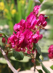 spring flower works wonders in the sunlight