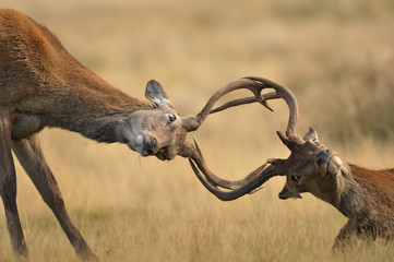 Face to face with Red deer cervus elaphus