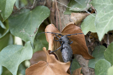 Longhorn beetle