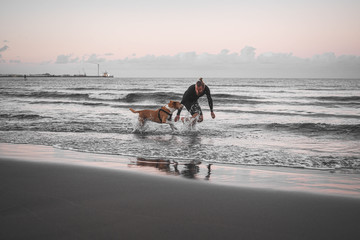dog playing on the beach