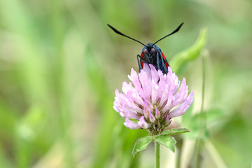 Narrow bordered five spot burnet