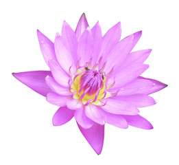 Pink blossom lotus isolated on white background with clipping path.