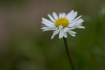 Obraz premium Wild Common daisy close-up 