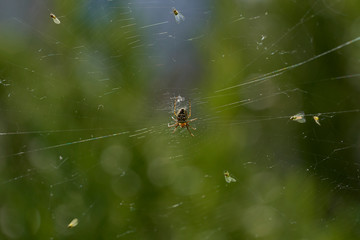 Spider on a web surrounded by its prays