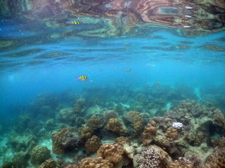 Underwater seascape of corals and algae in the ocean.