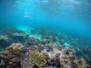 Fototapeta na wymiar Underwater seascape of corals and algae in the ocean.