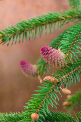 Branch with new red spruce cones on a background of a copper plate. Vertical image. Christmas card.