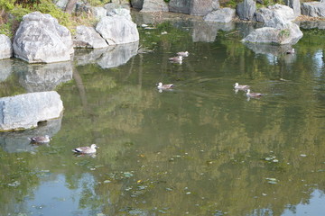池の鴨　水鳥