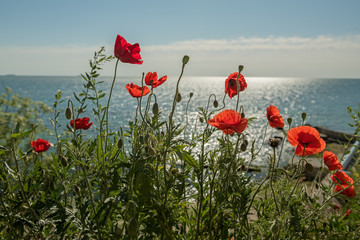 Blooming red poppies on the seashore.