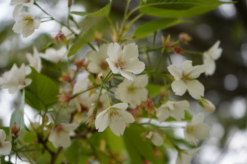 桜　花　春　公園