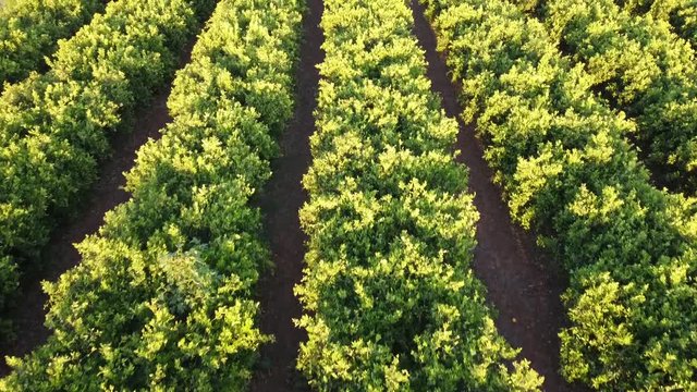 Orange trees agriculture in Valencia, Spain