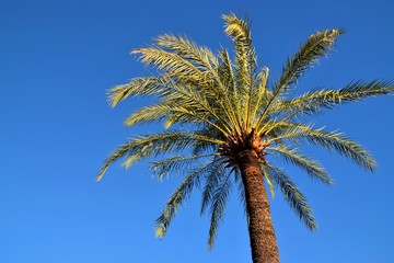 Fototapeta premium Palm tree with clear blue sky background