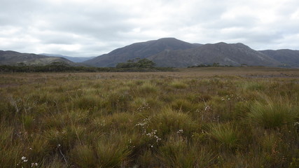 Great plain of Melaleuca, the Southwest National Park, Tasmania, Australia