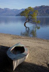 The lonely Willow tree in the Lake Wanaka,, landmark of Wanaka, New Zealand