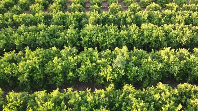 Orange trees agriculture in Valencia, Spain