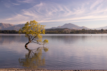 The lonely Willow tree in the Lake Wanaka,, landmark of Wanaka, New Zealand