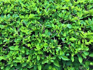 Green bush hedge closeup detail