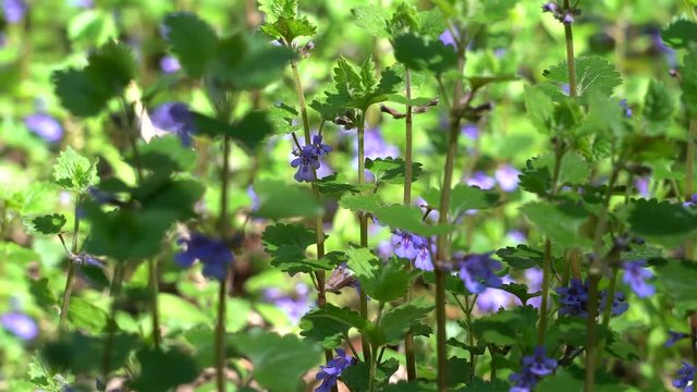 Flowers of Ground-ivy  (Glechoma hederacea) at spring.