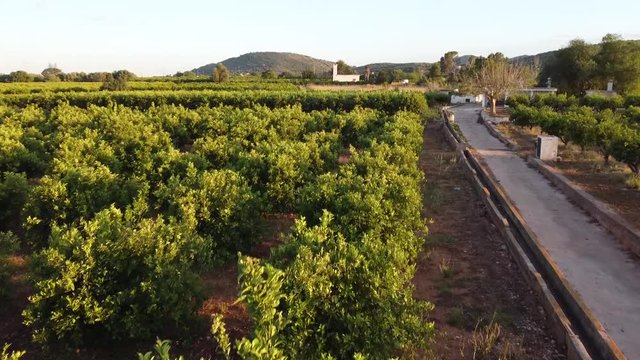 Orange trees agriculture in Valencia, Spain