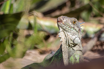 iguana on a branch
