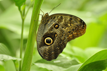 Eyespots on wing of Giant owl butterfly Caligo memnon