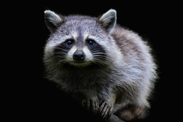 raccoon portrait - obrazy, fototapety, plakaty
