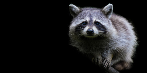 raccoon portrait © AUFORT Jérome