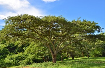 Trees in African savanna landscape scenery