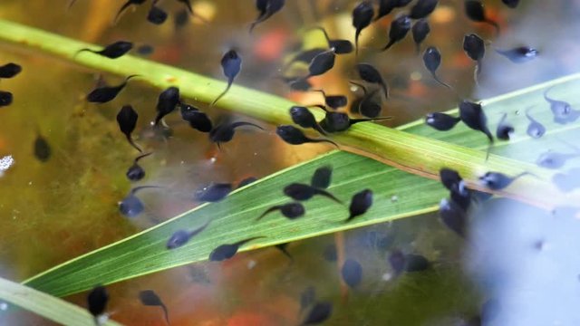 The toad's tadpoles swim in clear water with green leaf in background, Black color Newborn larvae of amphibians