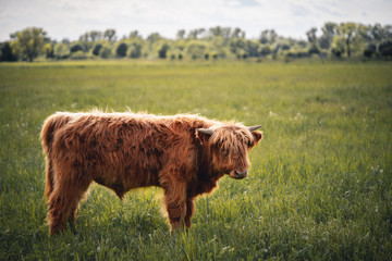 Scottish Highland Hairy Cow
