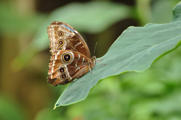 Fototapeta na wymiar Eyespots on wing of Giant owl butterfly Caligo memnon