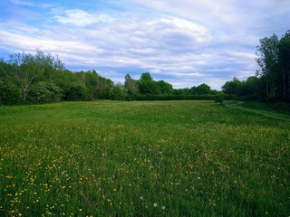 green field and blue sky