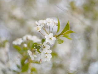 Blooming white cherry in spring day, natural light, Macro