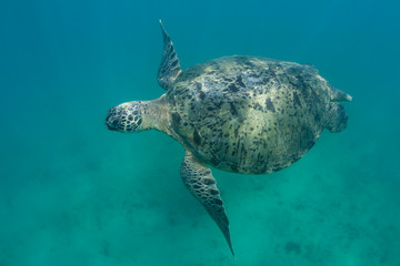 Green Sea Turtle underwater photo (Chelonia mydas) 