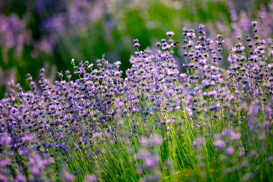 Lawn with lavender. A bee over a lavender flower. Glade with purple flowers and green grass