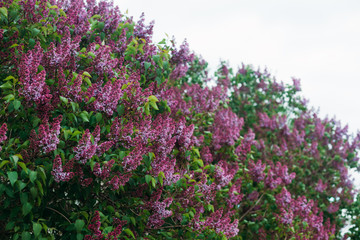 Bushes of blooming lilacs against a white sky. Copy space