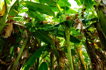 banana plantation