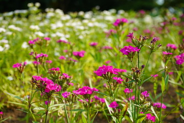 花壇の花　満開　春　咲く